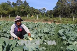 Tra Vinh farmers lend farmland for free to poor