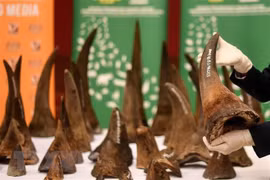 Conservation organisations urge more penalties for wildlife crime