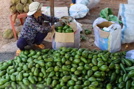 Gia Lai shifts to planting fruit trees with high economic value