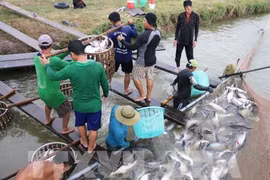 An Giang province works hard to lure more investments
