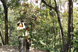 Sustainable forestry management project approved