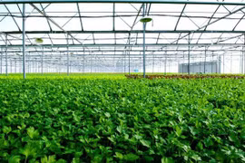 VinEco to expand retailing network three times this year