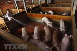 Australia helps Vietnam with slaughtering management, skills