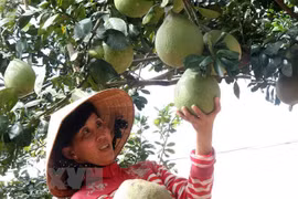 Fruit, veggie exports likely to hit 3.8 billion USD
