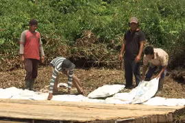 Indonesia to restore 140,000 ha of peatland