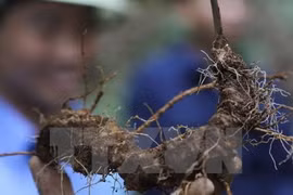 Kon Tum approves project to grow over 4,600ha of Ngoc Linh ginseng