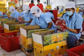 Fruit-vegetable surpasses crude oil in export earnings 