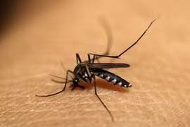 Southeast Asian nations, China pledge to fight malaria 