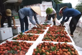 Vietnam targets 10 billion USD from fruit, vegetable exports