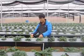 The strawberry whisperer with a BA in economics