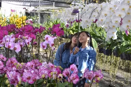Delta’s colourful Sa Dec flower village