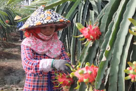 VN’s fruits need to gain domestic market before exporting: experts
