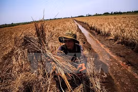 Agricultural sector takes actions against drought
