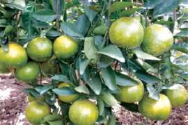 Thua Thien-Hue expands Nam Dong orange farm