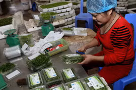 Fruit, veggie exports estimated at 321 million USD in January