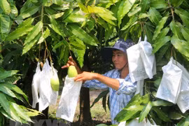Seminar discusses post-harvest technology for mangos