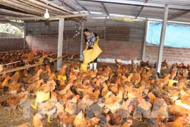 CPTPP: challenges and opportunities for Vietnam’s livestock sector 