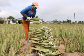Ninh Thuan farmers strike it rich with aloe vera