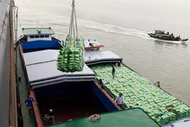 Rising sea levels threaten Vietnam’s top rice producer