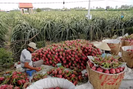 Australia helps Vietnam with agricultural development 