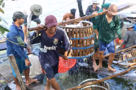 Three-tier cooperation plan to boost tra fish quality approved 