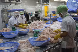 An Giang: rice export up in both volume, value 