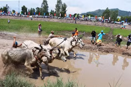 Ox racing festival in An Giang kicks off