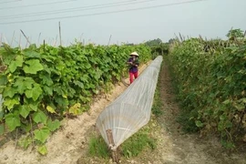 Organic firms need to do research: experts 