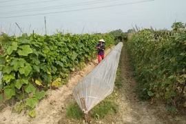 Organic firms need to do research: experts 