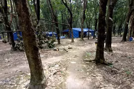 Vietnam’s rubber wood available in over 100 nations, territories