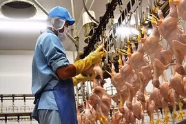 Vietnam’s poultry, livestock product exports increase