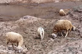 Workshop talks goat, sheep farming amid climate change
