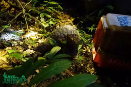 Endangered pangolins released into nature