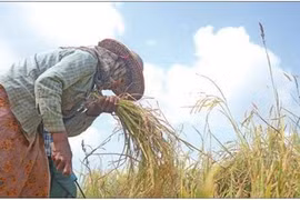 Myanmar to hold rice trade forum