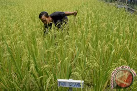 Indonesia works to modernize rice sector
