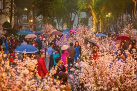Cherry blossom festival to take place in Hanoi in March