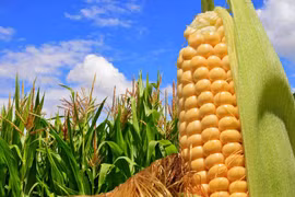 First direct shipment of US corn arrives in Vietnam 