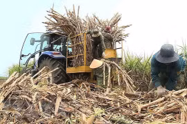 Vietnam to auction sugar import quotas for 94,000 tonnes