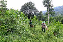 Thua Thien-Hue eyes sustainable forest development