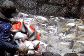 Vietnam gains record in seafood export value in 2017