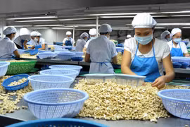 Local cashew industry to face challenges next year