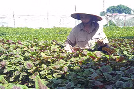 Vietnam’s organic farming expansion faster than world average