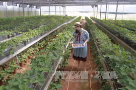 Lam Dong to set up new 215-ha high-tech agricultural farm