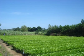 More than 11,500 hectares of forests planted in Tuyen Quang