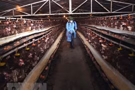Animal health agency warns of possible new bird flu outbreaks