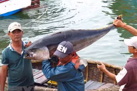 Binh Dinh province joins national efforts to reduce IUU fishing