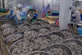 Vietnam to gain 4.8 billion USD from shrimp exports