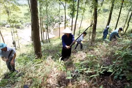 Quang Nam develops value chain of acacia trees 