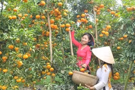 Tangerine farms in Dong Thap ready for visitors during Tet