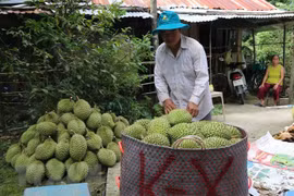 Farm produce needs improved quality to unlock EU market 